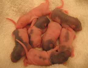 The bRATS 2 days old