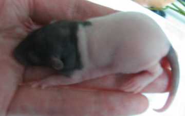 Doni 9 days old
