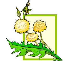 herbal remedies,dandelion