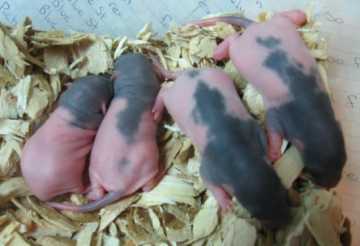 Unity's babies 5 days old