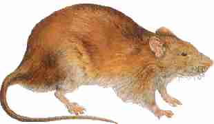 Rattus Norvegicus