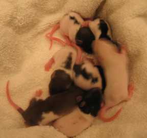 The bRATS 1 week old