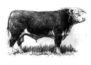 hereford bull