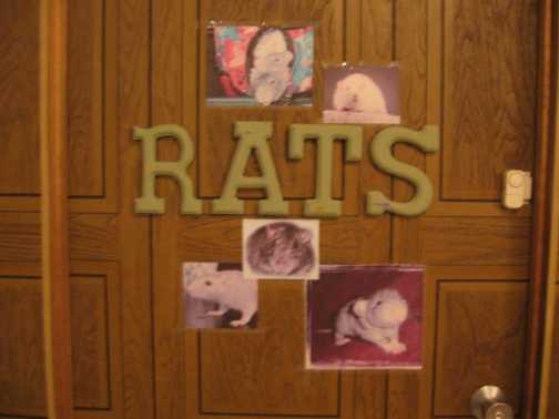 The Rat Room