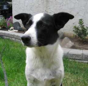 Stoan - Smooth-coated Border Collie