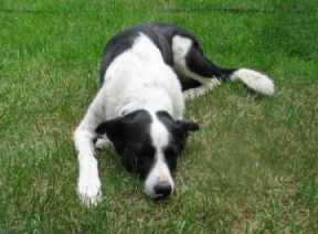 Stoan - Smooth-coated Border Collie