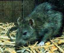 wild Rattus Norvegicus